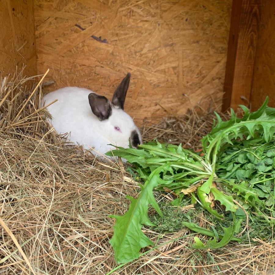Agro Na Wapniarni Villa Biala  Buitenkant foto
