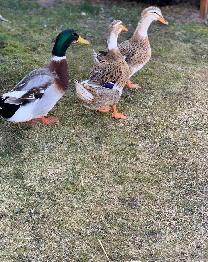 Agro Na Wapniarni Villa Biala  Buitenkant foto