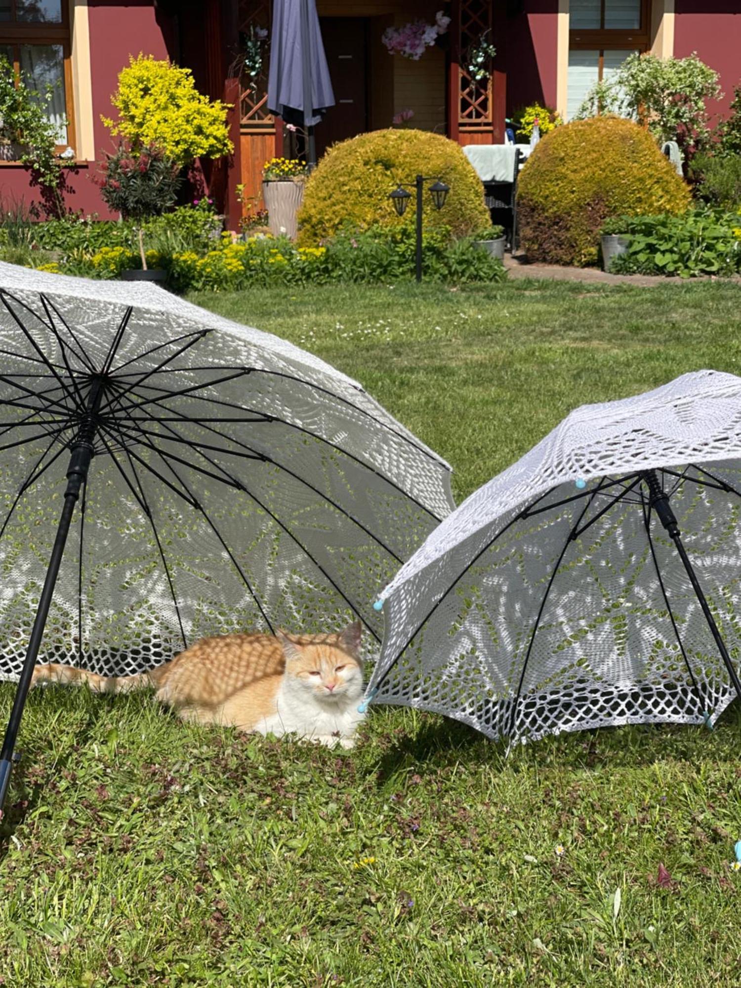 Agro Na Wapniarni Villa Biala  Buitenkant foto